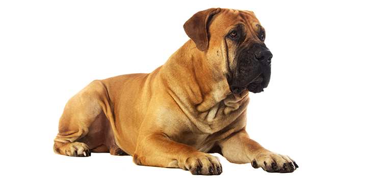 Der verbotene südafrikanische Boerboel Boerboel, eine verbotene südafrikanische Rasse